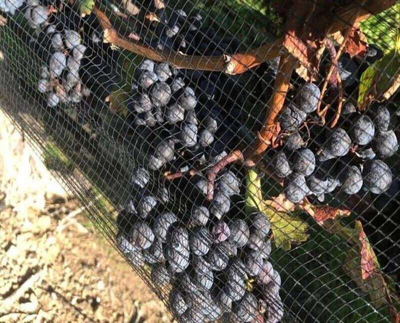 Toronto: Private Wine Tour to Niagara-on-the-Lake - The Flexible Itinerary and Personalization