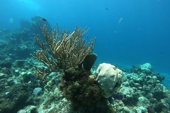 Tour Cozumel Snorkel Experience! Lunch & Transportation only from Cancun - The Itinerary: What to Expect on Your Day