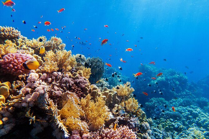 Tour in the Contoy Island Reserve Plus Visit to Isla Mujeres - FAQ