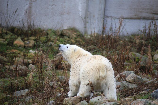 Tour to Ranua Zoo Wildlife Park Small Group Experience - The Value of This Tour  