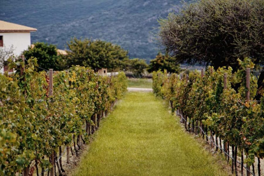 Tour & Wine Tasting Viñedo San Miguel / San Bartolo Experience - Who Should Consider This Tour?
