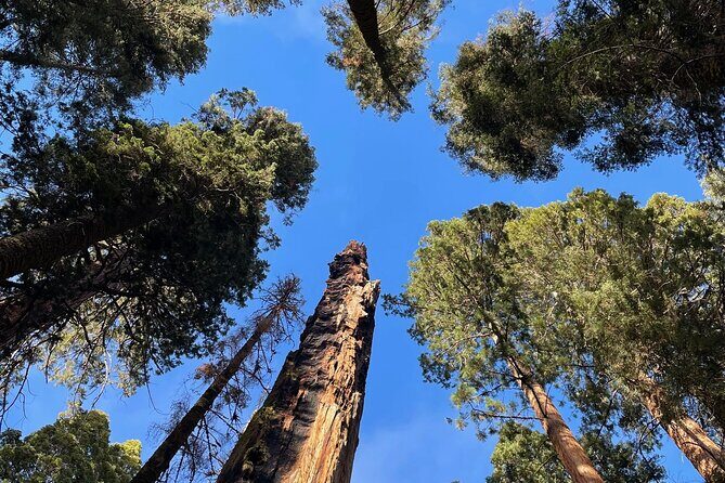 Transformative Outdoor Day Retreat Among the Giant Sequoias - Frequently Asked Questions