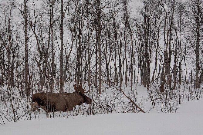 Tromsø: Kvaløya & Sommarøy Guided Tour - The Practical Details
