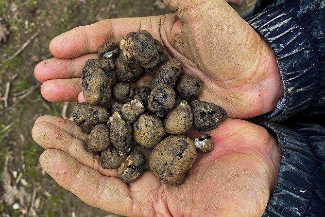 Truffle Hunting and Lunch in Piedmont Trattoria - The Morning: Meeting & Introduction