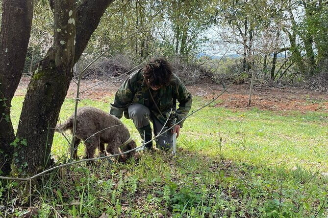 Truffle hunting experience with lunch and Chianti wine tasting - Analyzing the Value