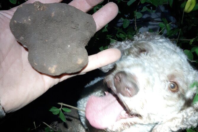 Truffle Hunting in San Miniato in Tuscany with Tasting - Practical Details and What to Expect