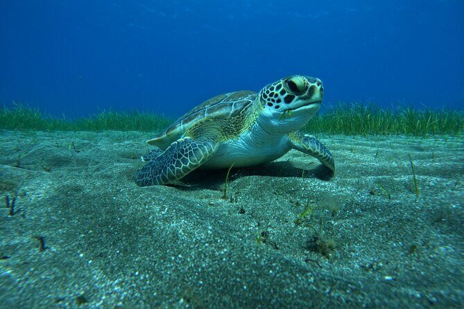 Try Dive in Abades Bay with a private instructor - What to Expect: A Step-by-Step Breakdown