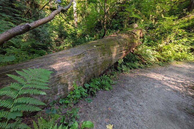 Tryon Creek Eco-tour With a Master Naturalist - The Guided Walk: What to Expect