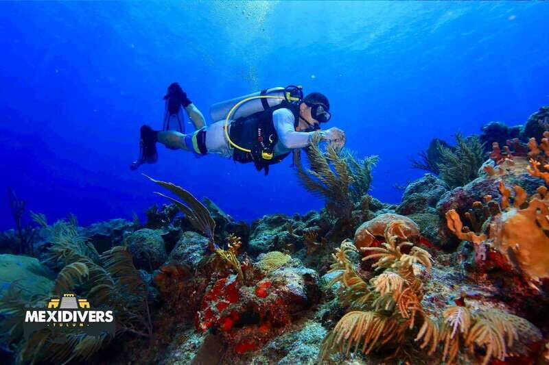 Tulum: 2 Tank Reef Diving - What to Expect from the Tour