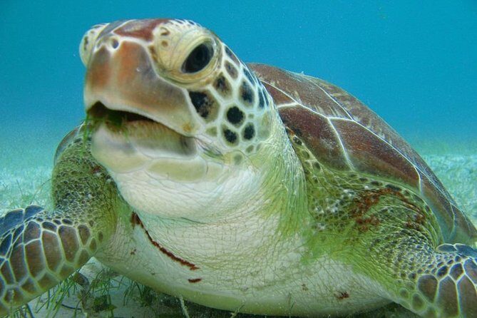 Tulum and Turtles Experience - Practical Details and Logistics