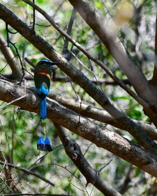 Tulum: Monkey Sanctuary Adventure - The Sum Up – Who Should Consider the Monkey Sanctuary Adventure?