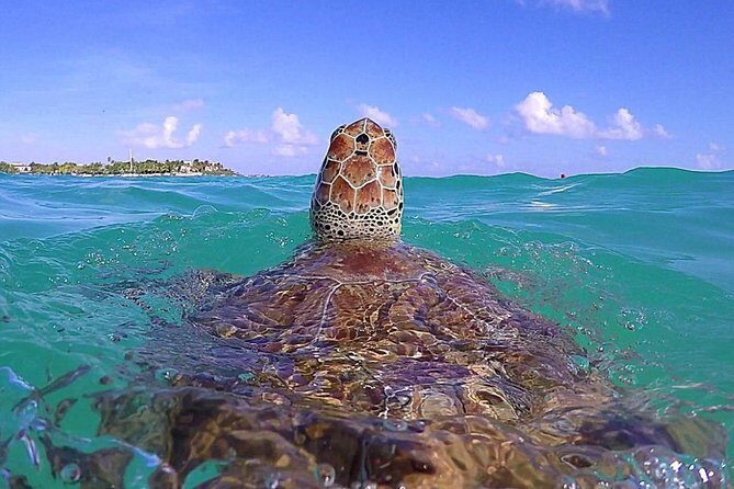 Tulum Ruinas and Tortugas Express - Transportation, group size, and other practical details