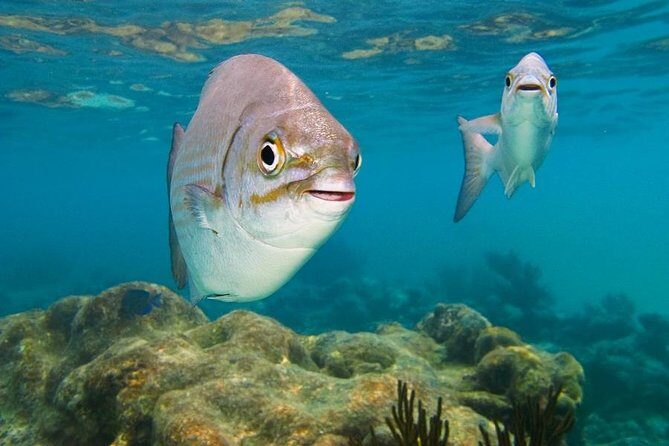 Tulum ruins, Swim with turtles and Cenote From Cancun - Authentic Insights from Travelers