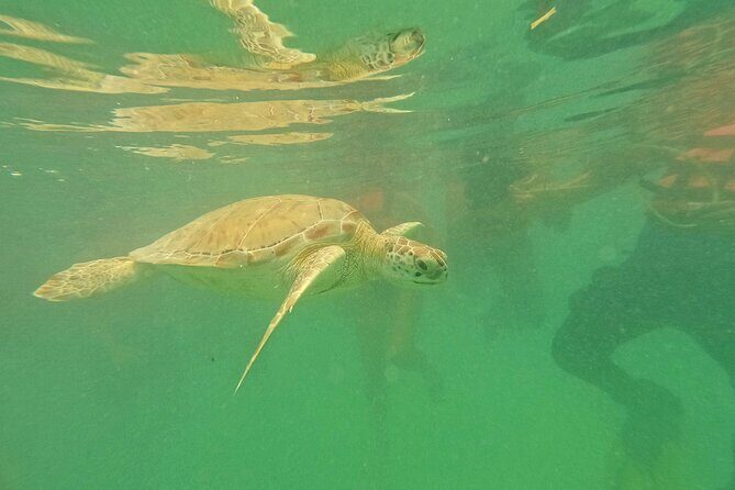 Tulum Ruins, Turtle Sightseeing & Cenote from Playa del Carmen - What’s Included and What’s Not