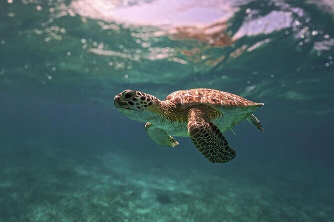 Tulum Ruins, Turtles in Akumal and Cenote tour - What Travelers Love About This Tour