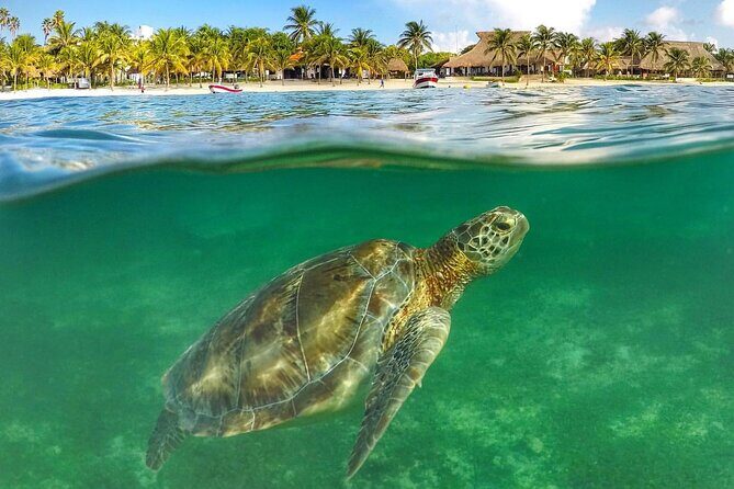 Turtle Akumal Adventure! + Tulum Ruins From Cancun & Playa Del Carmen - Who Should Consider This Tour?