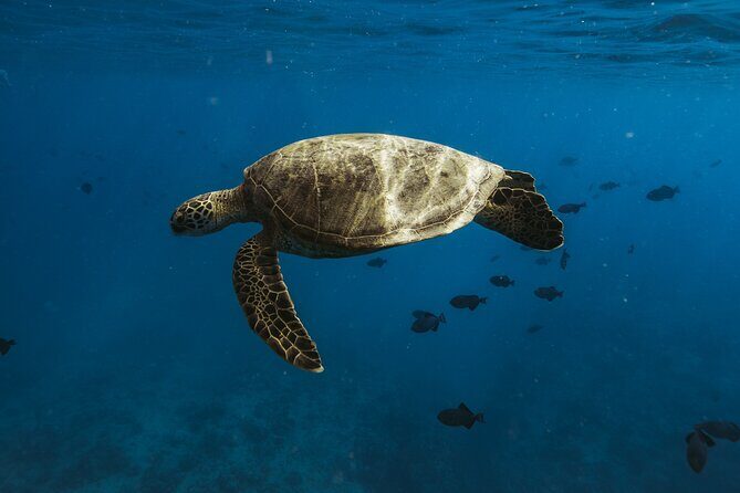 Turtle Canyon Snorkel Adventure in Waikiki - FAQs