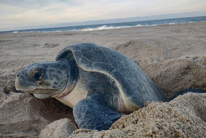 Turtle Night Patrol a Conservation Adventure in Los Cabos - Real Traveler Insights