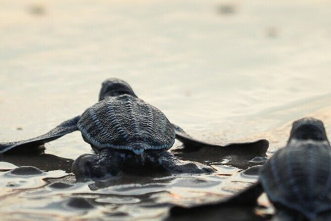 Turtle Release at Escobilla Beach - An In-Depth Look at the Experience