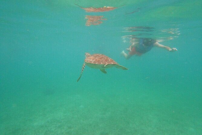 Turtle Snorkeling in Akumal - The Value of Included Equipment and Fees