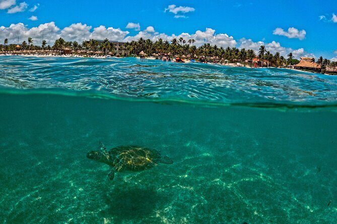 Turtle Snorkeling Jungle Adventure + Zipline and Rappel in Cenote - Final Thoughts