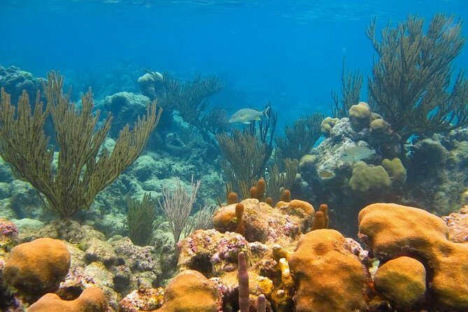 Turtles and Cenote from Cancun - Practical Tips for Travelers