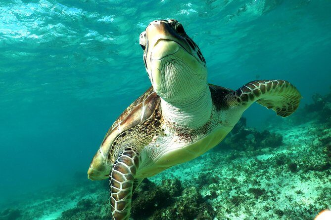 Turtles and Cenote snorkeling activity from Riviera Maya - Who Will Benefit Most?