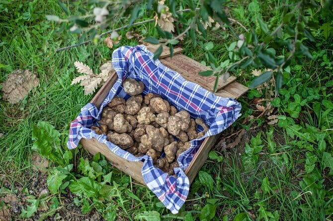 Tuscany Truffle Hunt: a 5-hour Gourmet Culinary Adventure - The Itinerary Breakdown: From Forest to Feast