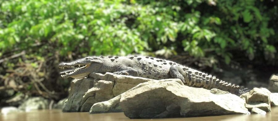 Tuxtla Gutierrez: Sumidero Canyon River and Chiapa de Corzo - Analyzing the Value: Is It Worth It?