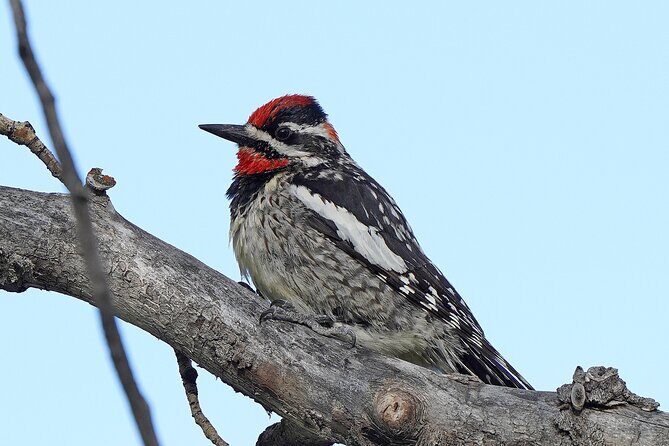 Uinta Mountains Birding and Nature Expedition - FAQs