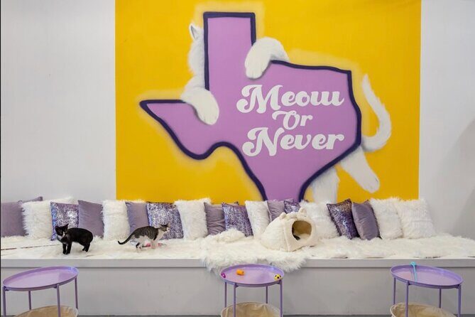Ultimate cat experience at Austin's only cat cafe - The Itinerary in Detail