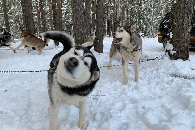 Ultimate Husky dog sledding experience in Latvia - Private tour from Riga - The Forest Ride: Husky Sleds and Bike Carts