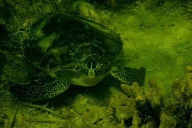 Ultimate Private Scalloping Adventure in Crystal River - Who Should Consider This Tour?