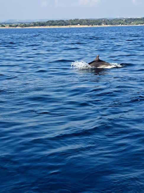 Umag: Snorkeling & dolphin watching morning boat tour - Authentic Experiences and Authenticity
