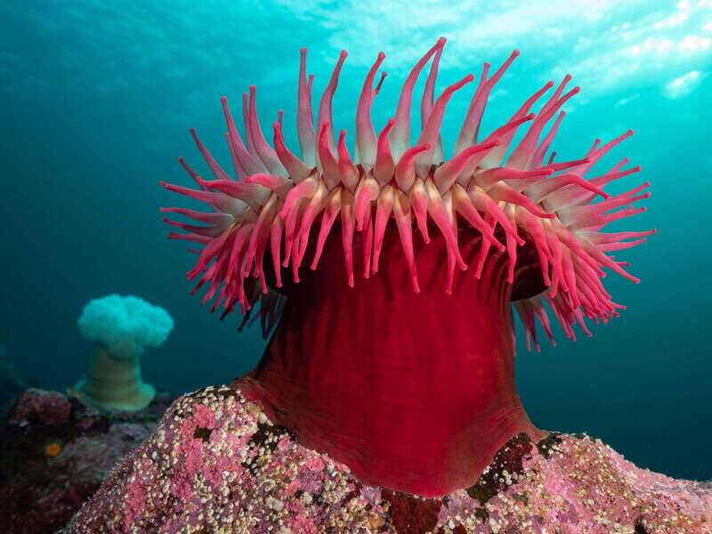 Vancouver: Discover the Best SCUBAdiving Sites by Boat - What the Tour Involves
