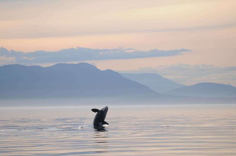 Vancouver Island: Cowichan Bay Sunset Whale Watching Tour - The Experience: What You Can Expect on the Tour