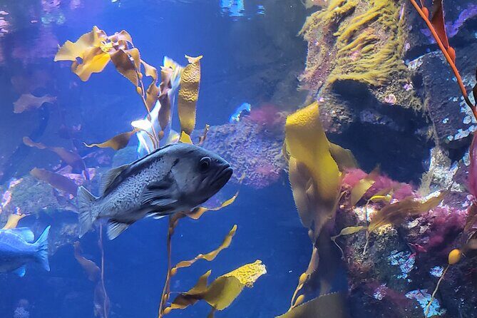 Victoria Ferry connector Waterfall Vista, Rainforest and Aquarium - Who Should Book This Tour?