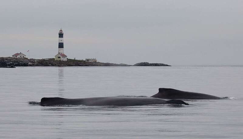 Victoria: Morning Whale-Watching Tour in Scarab Boat - Who Would Love This Tour?