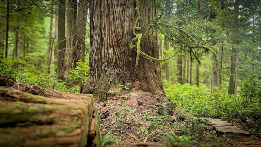 Victoria: Old Growth Rainforest Canyon Waterfall and Beaches - The Value of the Experience