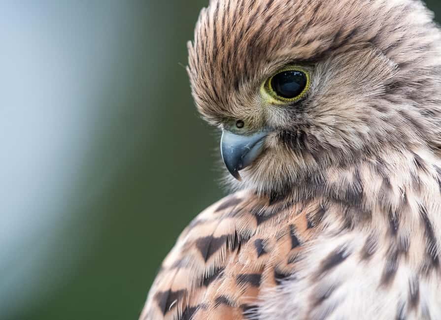 Vienna: Urban Birding Guided bird watching tour in the big city! - What Makes This Tour Stand Out?