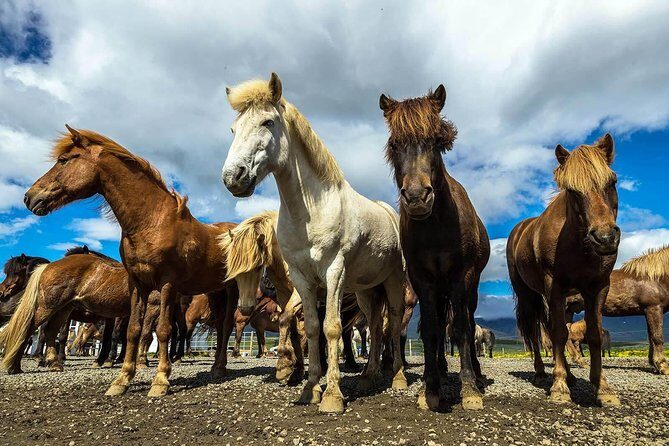 Viking Horse Riding and Golden Circle Tour from Reykjavik - The Authentic Experience That Shines