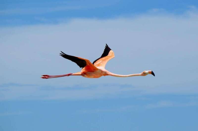 VIP Holbox Island Sunrise - 2 Points + Fruit + Coffee - Who Would Benefit Most from This Tour?