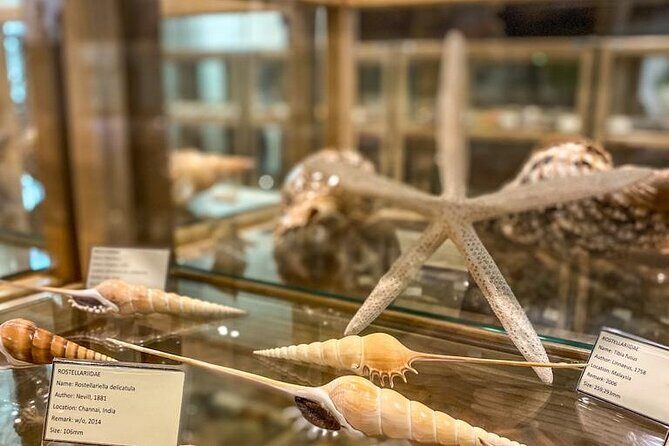 Visit Shell Museum Cavtat - What to Expect During Your Visit