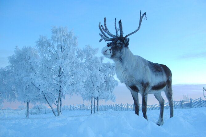 Visit the Sami and Reindeer in a Day Trip from Abisko - Sami Handicrafts and Local Fika