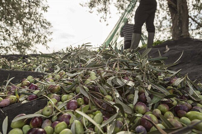 Visit to the olive grove, oil tasting and lunch at the farm - How This Tour Stands Out