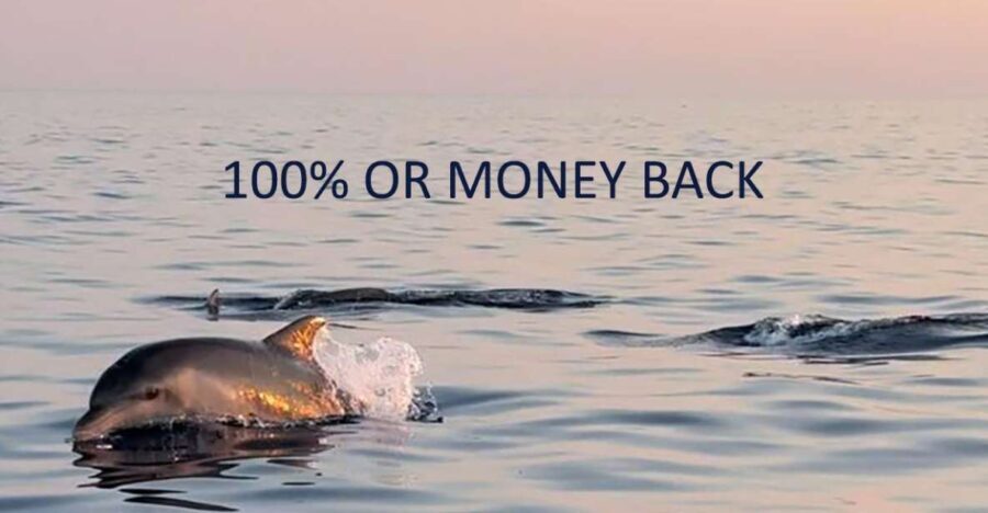 Vrsar: Dolphin Sunrise Adventure with Speedboat - The Itinerary in Detail