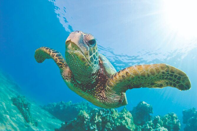 Waikiki Catamaran Snorkel Sail: Turtles Guaranteed - Who Should Book This Tour?