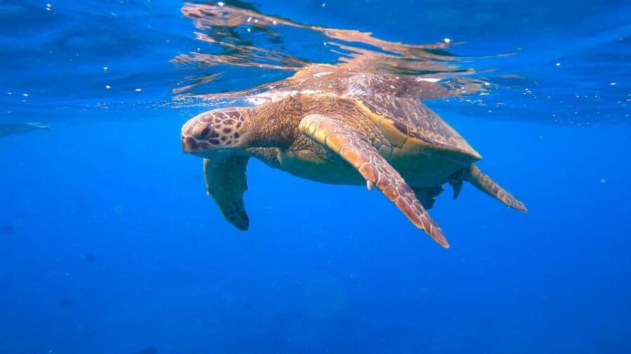 Waikiki: Sail and Turtle Snorkel Experience - The Itinerary in Detail
