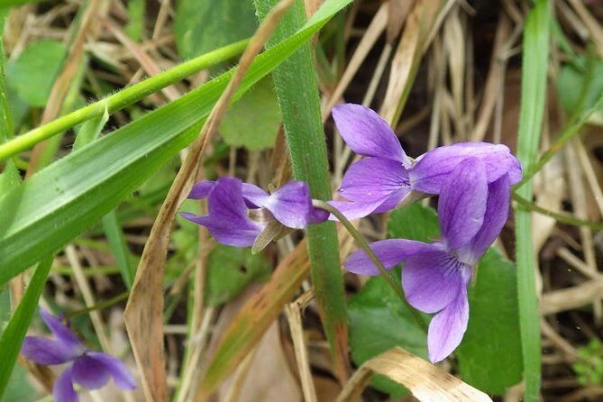 Walk in Omodos alleys & around Kelephos medieval Venetian bridge - Cost and Value