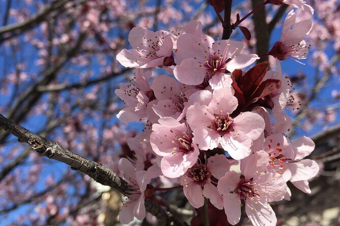 Washington D.C. Cherry Blossom,Baltimore 3-Day Tour from Boston - Final Thoughts: Who Would Love This Tour?